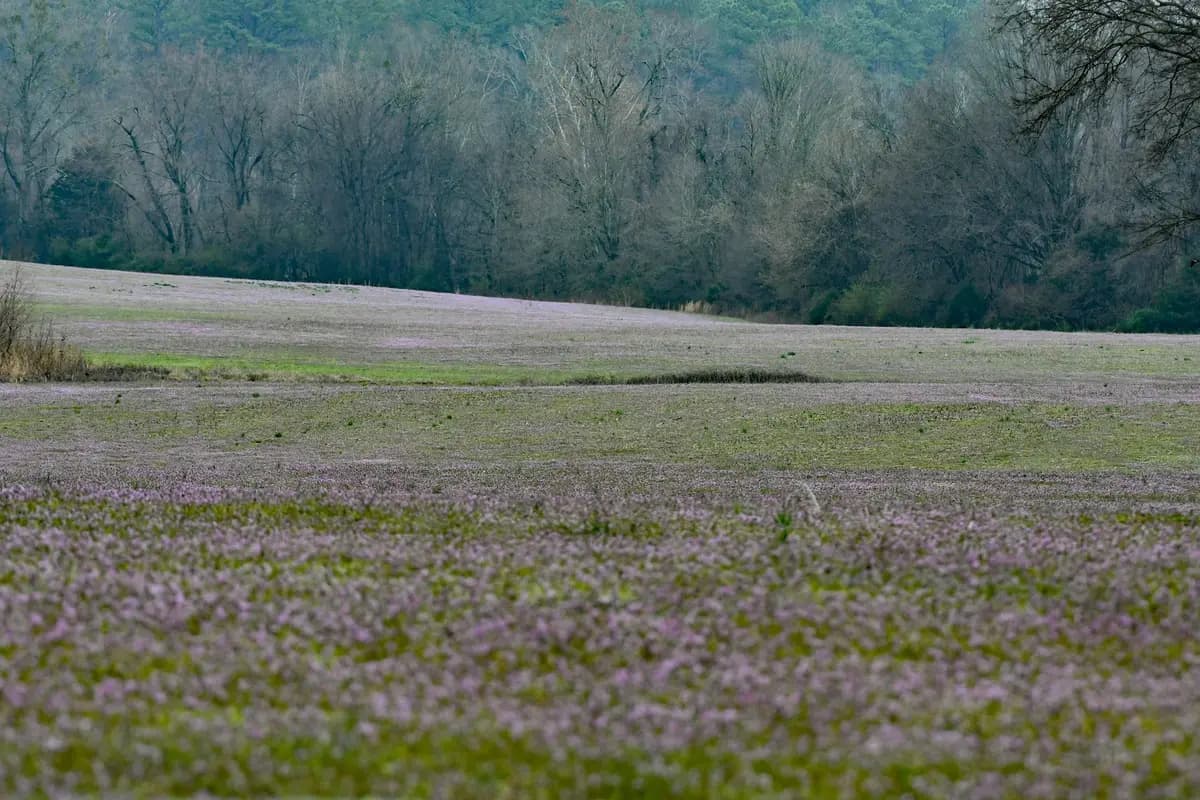 A wide Alabama landscape