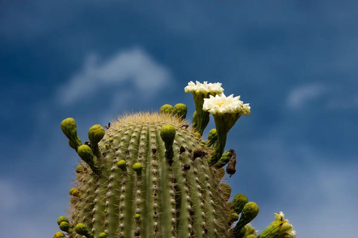 Wildflowers representative of Arizona