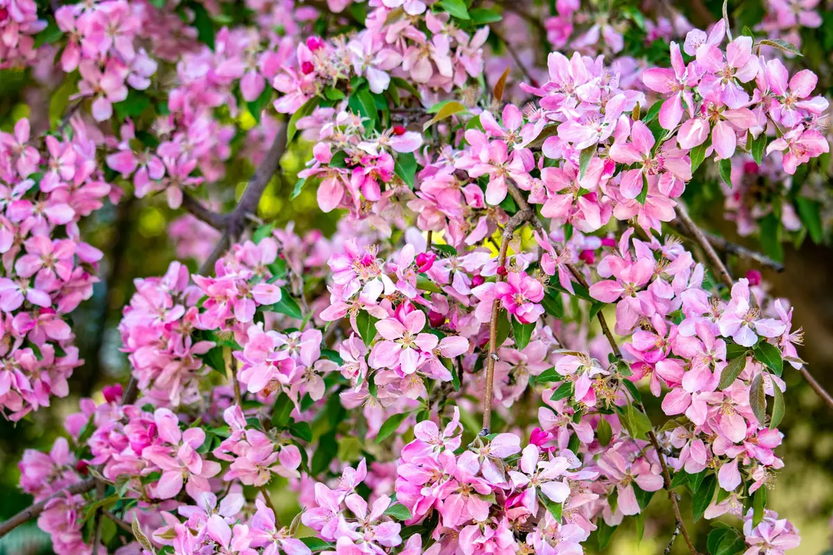 Wildflowers representative of Arkansas