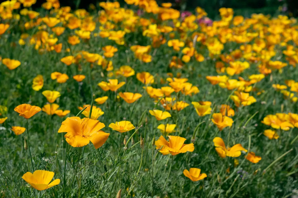 Wildflowers representative of California