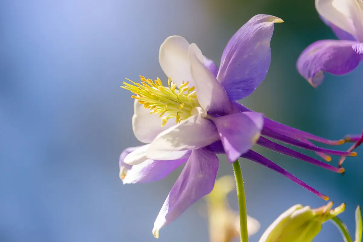 Wildflowers representative of Colorado