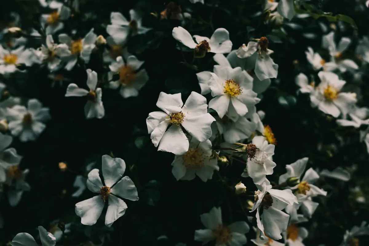 Wildflowers representative of Georgia