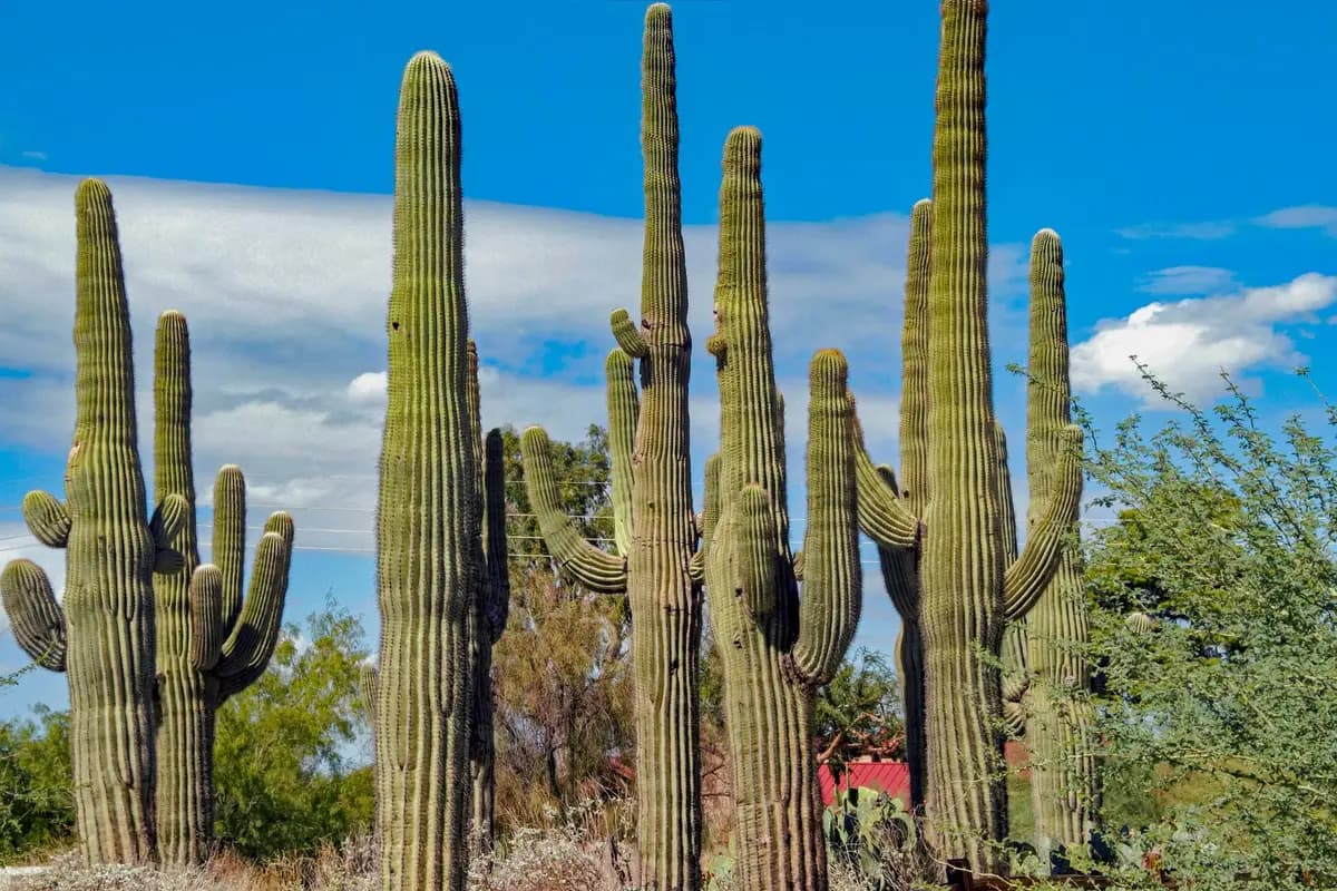 A park in Gilbert, Arizona