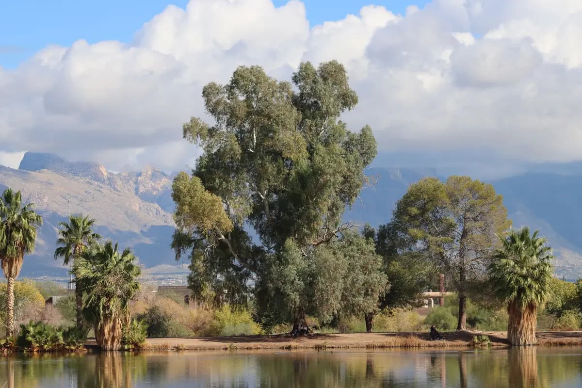 A park in Glendale, Arizona