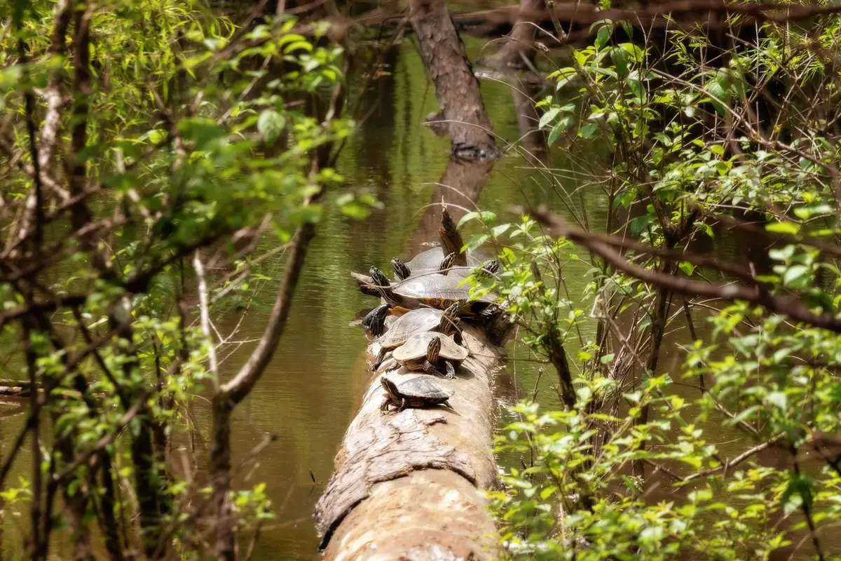 A park in Hattiesburg, Mississippi