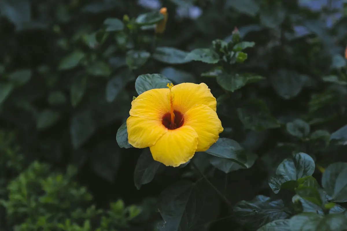 Wildflowers representative of Hawaii