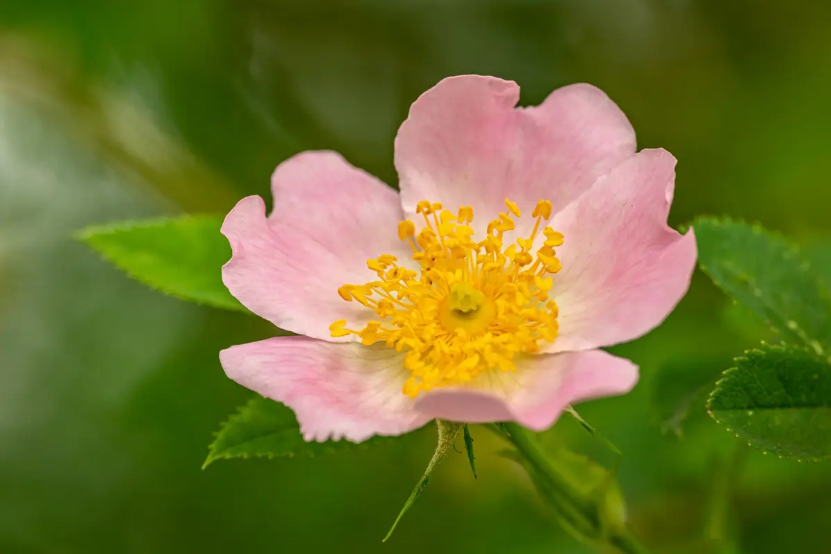 Wildflowers representative of Iowa
