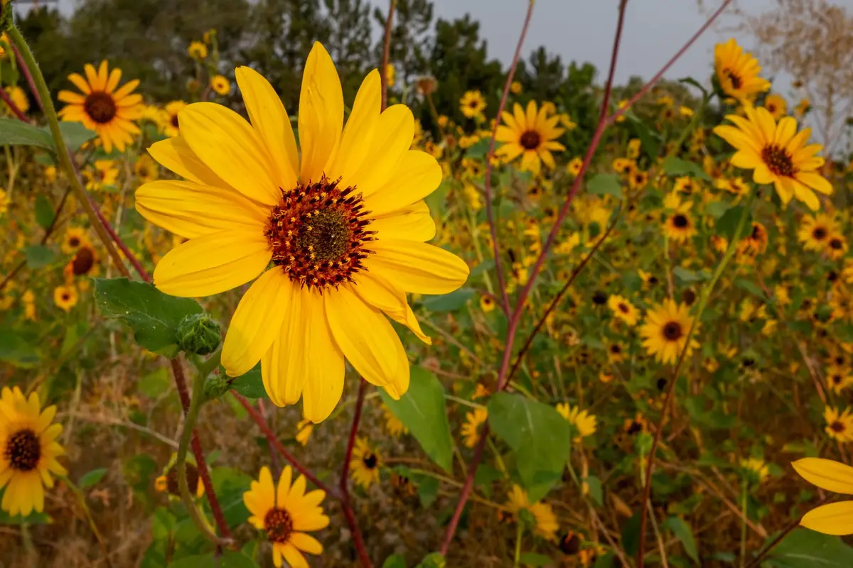 Wildflowers representative of Kansas
