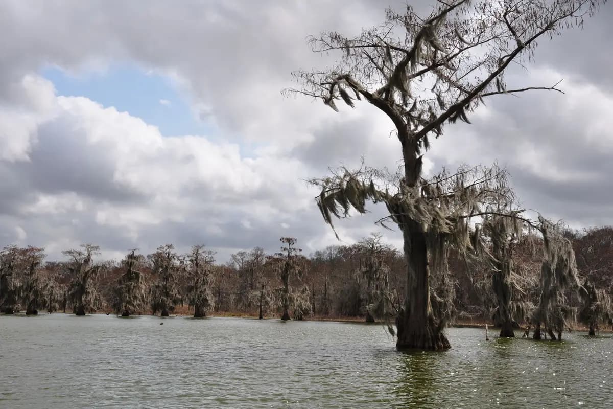 A park in Lafayette, Louisiana