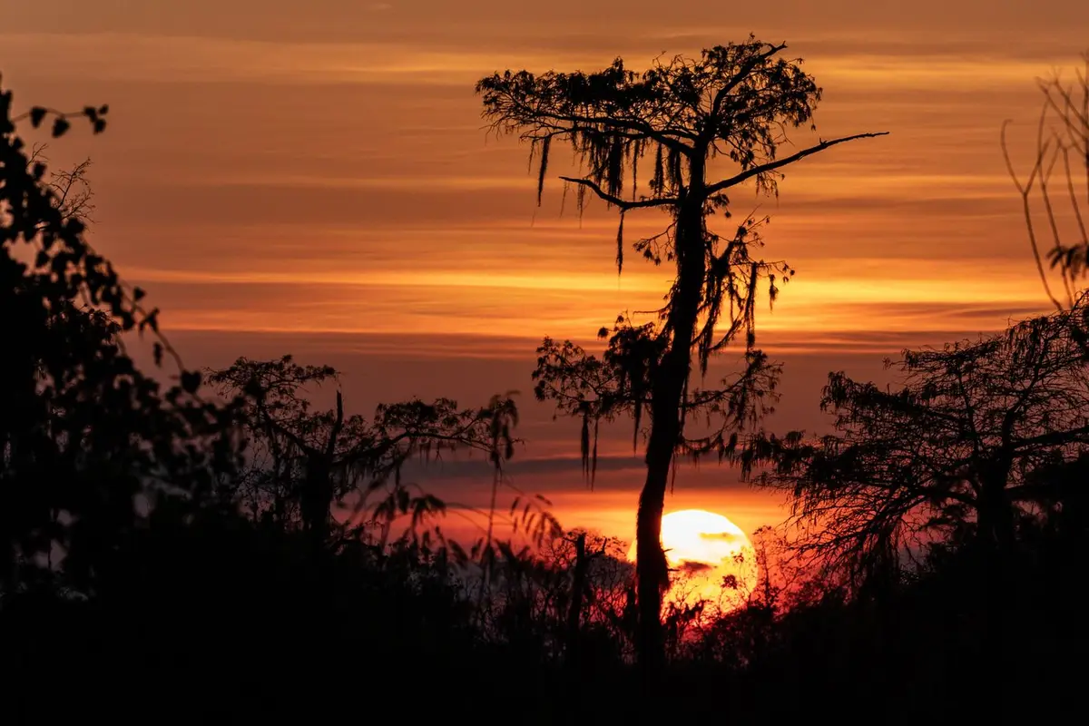 A wide Louisiana landscape