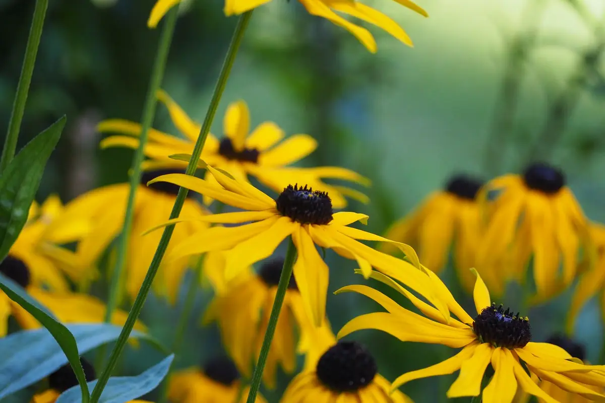 Wildflowers representative of Maryland