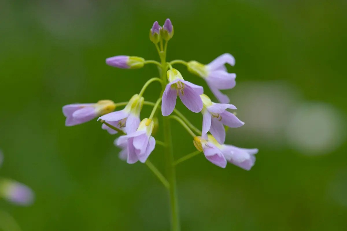 Wildflowers representative of Massachusetts