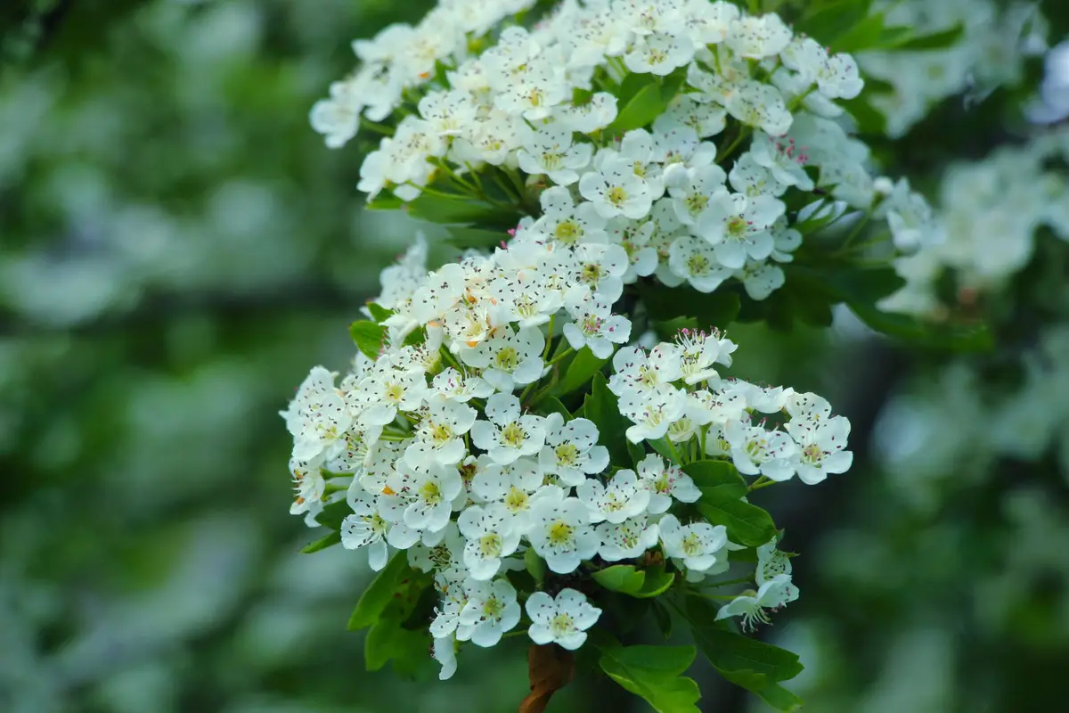 Wildflowers representative of Missouri