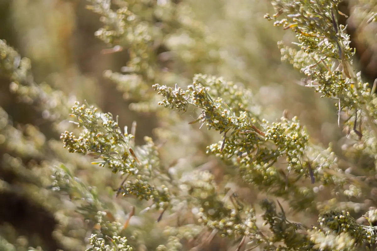 Wildflowers representative of Nevada