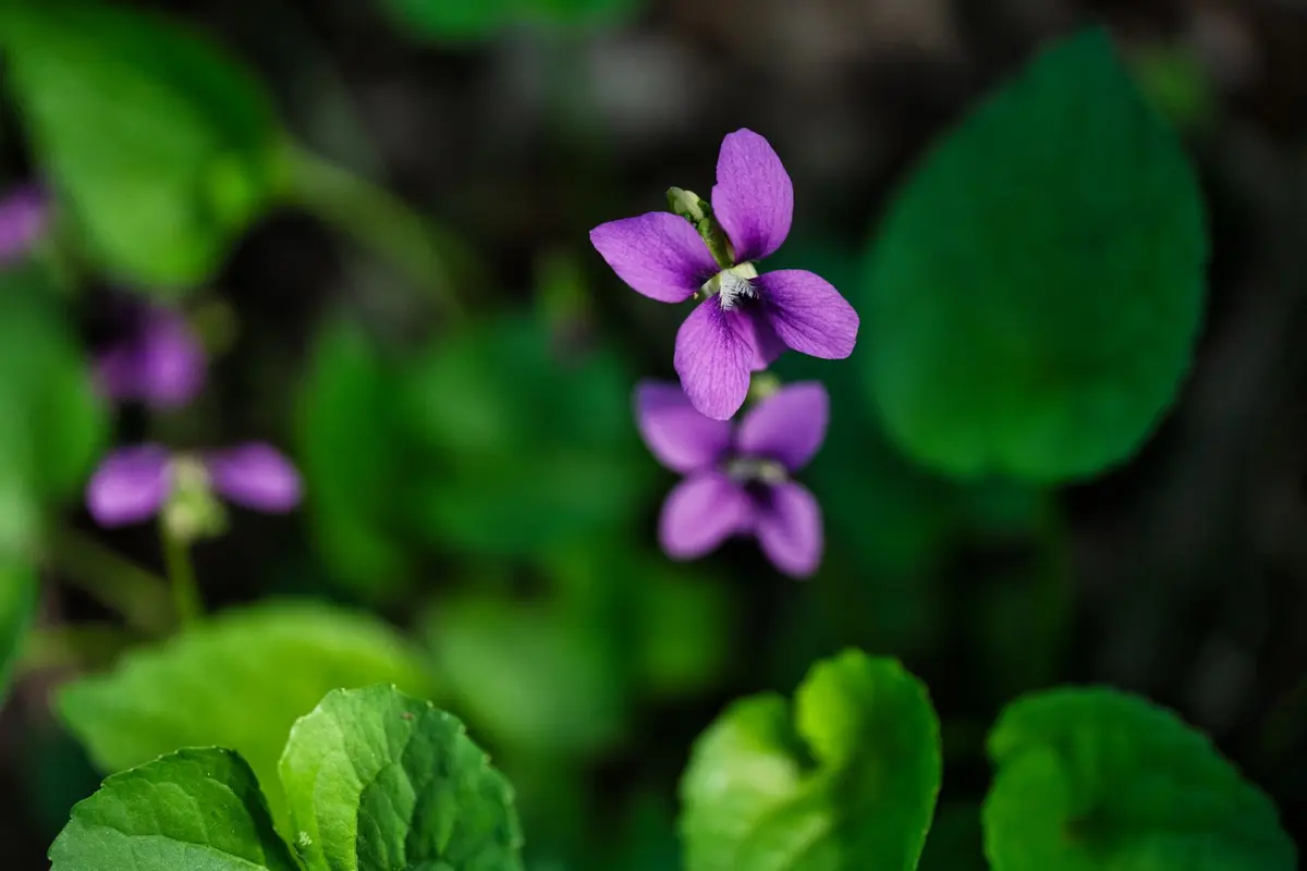 Wildflowers representative of New Jersey