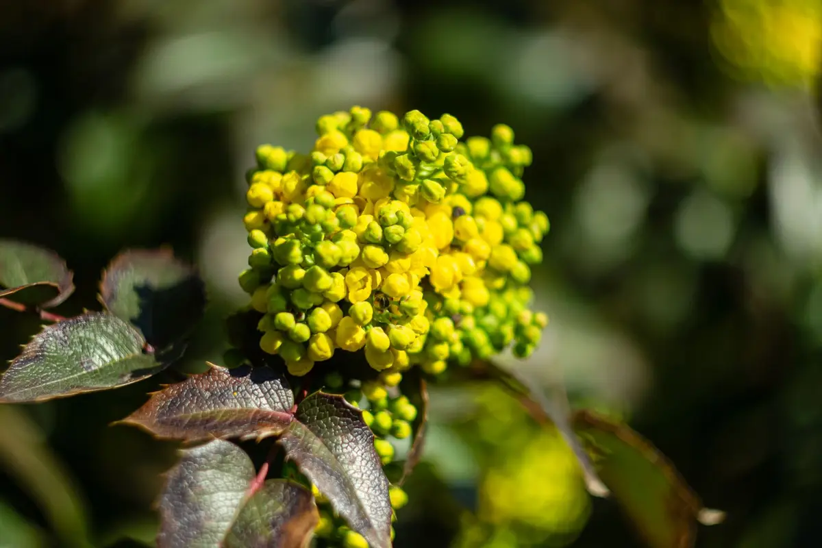 Wildflowers representative of Oregon