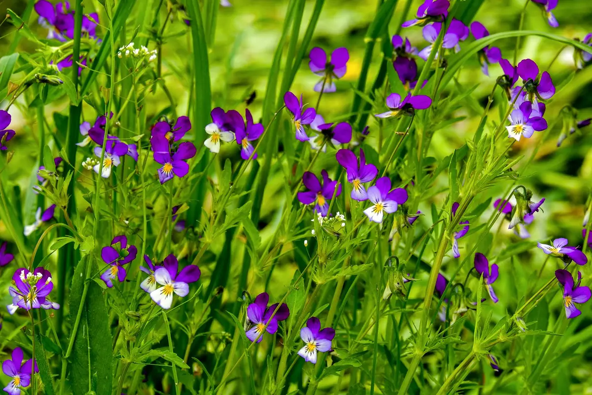 Wildflowers representative of Rhode Island