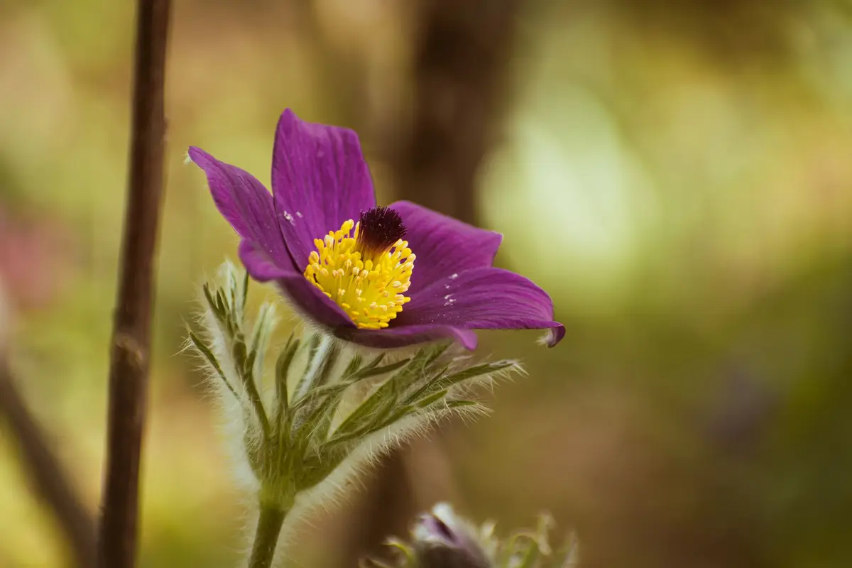 Wildflowers representative of South Dakota