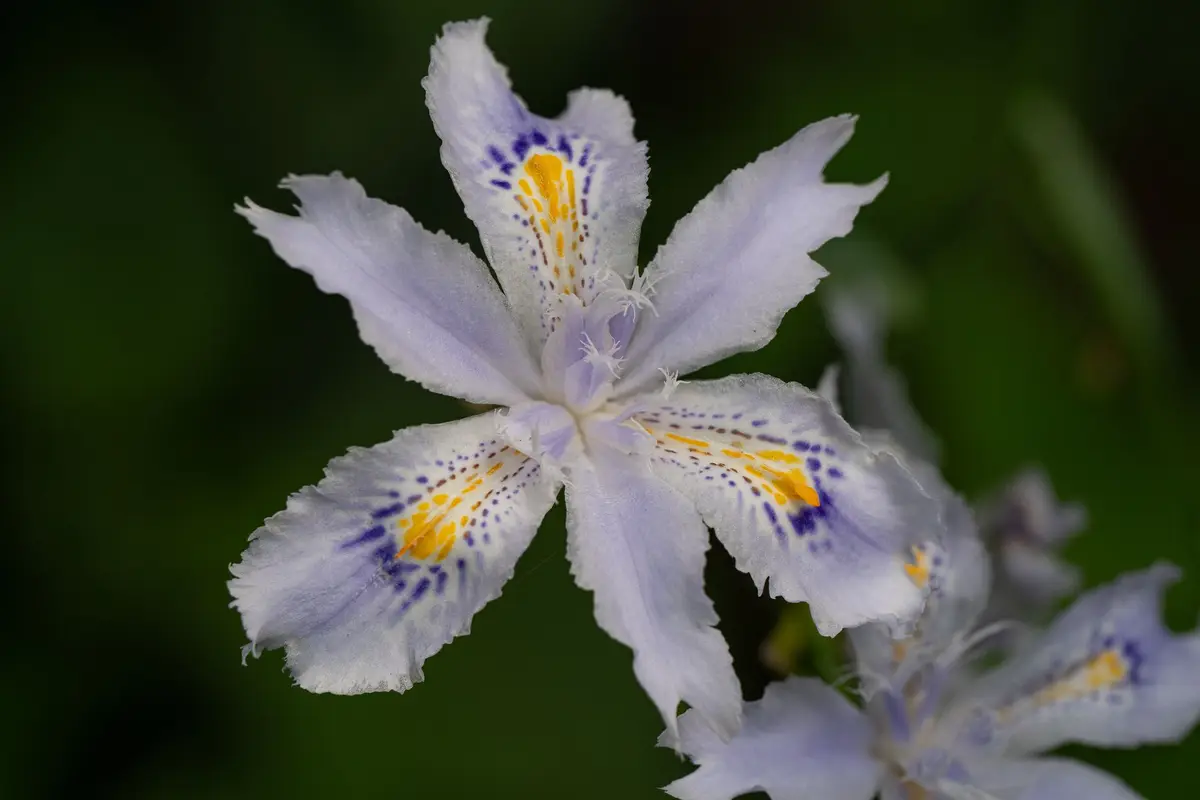 Wildflowers representative of Tennessee