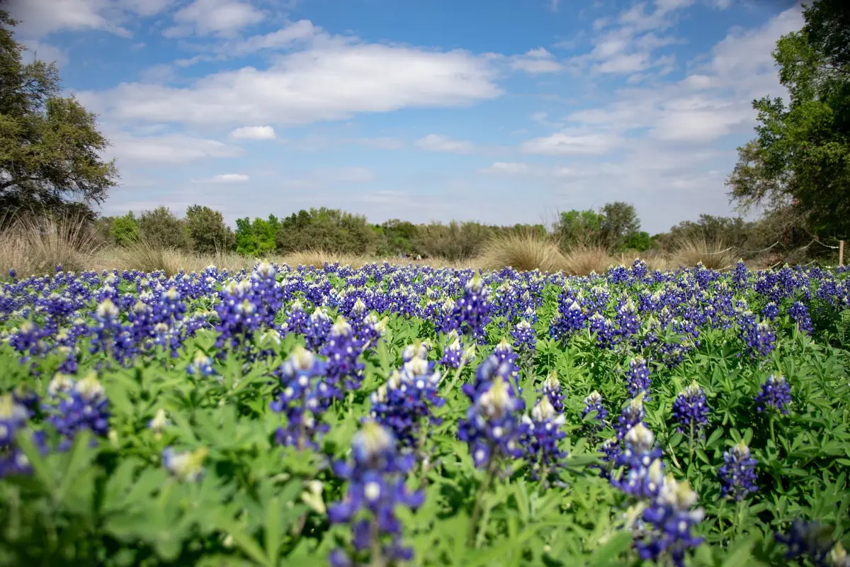 Wildflowers representative of Texas