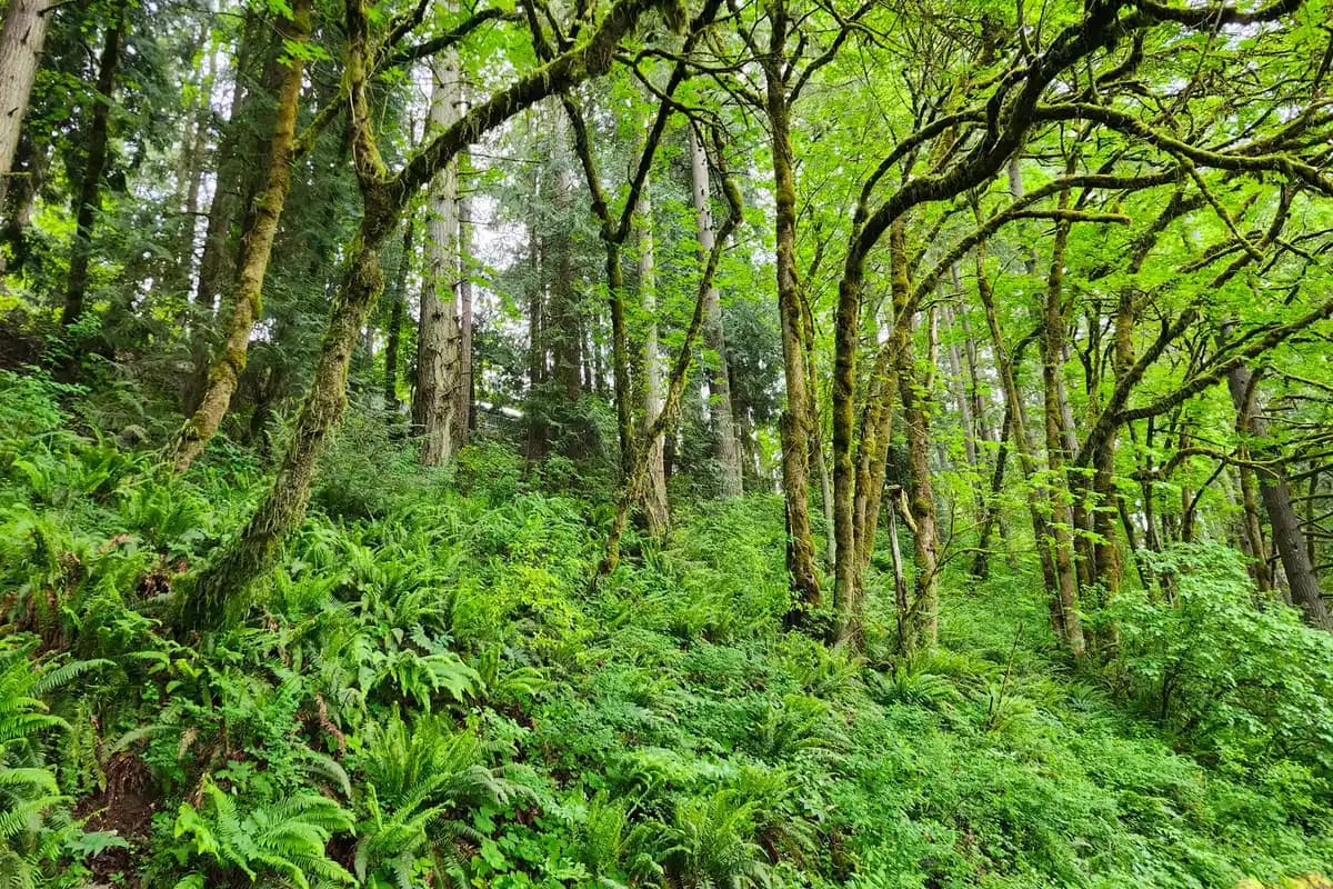 A park in Vancouver, Washington