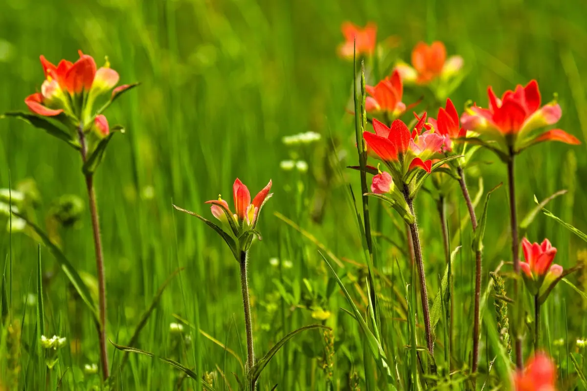 Wildflowers representative of Wyoming